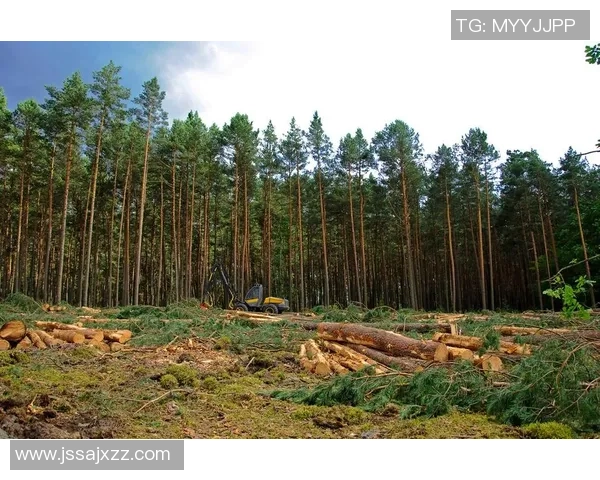 波兰特与伐木工的激烈对决揭示了森林保护的重要性与挑战 波兰特与伐木工的激烈对决揭示了森林保护的重要性与挑战
